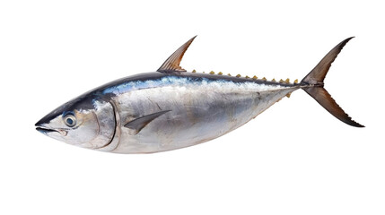 Fresh Whole Tuna Fish on White Background Perfect for Seafood Culinary and Nutritional Projects