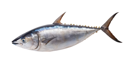 Fresh Whole Tuna Fish on White Background Perfect for Seafood Culinary and Nutritional Projects