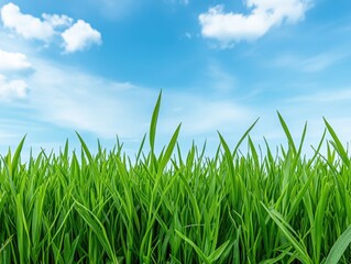 Lush Green Grass Under a Clear Sky