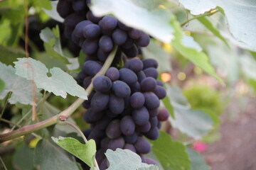 macro photo of ripe black grape bunches on vine with vibrant green leaves at sunny dacha garden, summer harvest detail