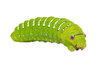 Naklejka premium Detailed Close-Up of a Bright Green Caterpillar with Distinctive Stripes and Hairy Texture