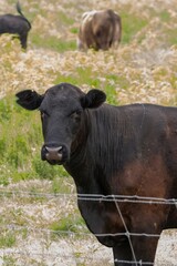 Black Cow