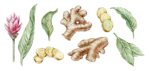 Botanical watercolor illustration set of ginger root leaves and flower hand drawn isolated