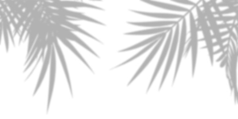 Fototapeta premium shadow of palm tree isolated on white