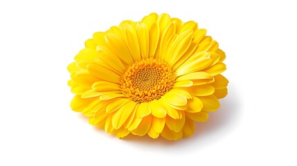 Vibrant Yellow Gerbera Daisy Flower with Bright Orange Center