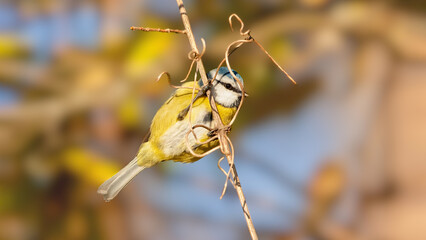 Blue Tit perched on a twig of Periclymenum honeysuckle. Cyanistes caeruleus, Periclymenum...