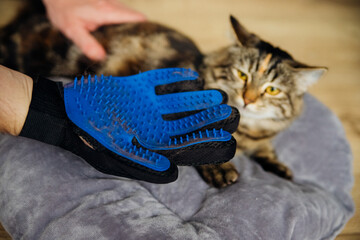 A glove for combing wool. Cat hair on the glove surface. A massage accessory for animals.