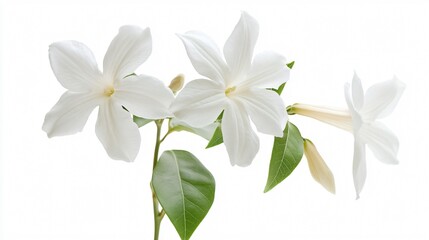 Fototapeta premium Beautiful Jasmine White Flower on Isolated White Background for Professional Use