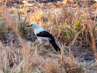 A southern pied babbler (Turdoides bicolor) sitting on the ground in the Okavango Delta