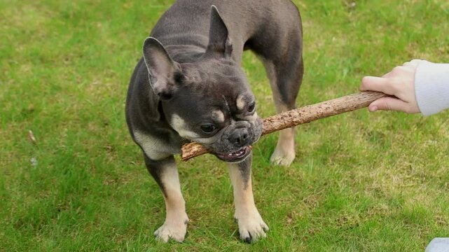 Gray French Bulldog puppy playing with owner on the lawn with stick