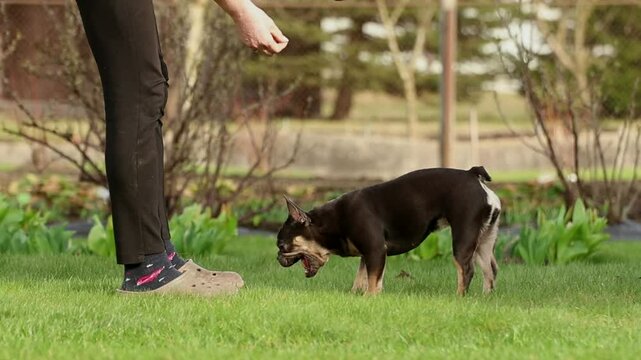French Bulldog puppy choked and vomiting on the lawn