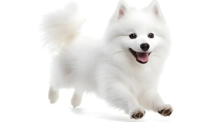 Fototapeta premium Happy White American Eskimo Dog Running Toward the Camera Playfully