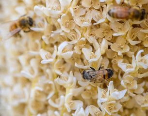 Macro image of a bee interacting with a date palm flower. Captured in Northern Cyprus. Natural...