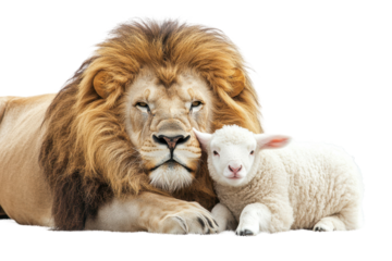 Peaceful lion and lamb image on white background ideal for spiritual art and inspirational design