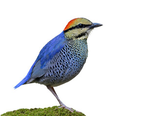 blue pitta beautiful ground bird on green moss residential in south east asia isolated on white background, exotic wildlife