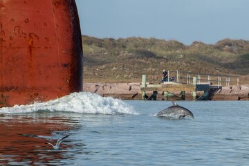 Dolphin bow wake on a tanker