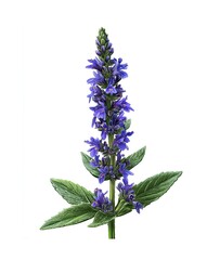 Beautiful detailed botanical illustration of a purple salvia flower with leaves