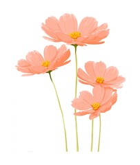 Naklejka premium Beautiful illustration of four peach cosmos flowers with yellow centers isolated
