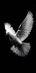 timeless elegance of a white dove soaring through the sky captured in striking black and white symbolizing peace freedom and the beauty of nature in motion