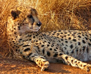 Cheetah Resting on Dry Grass in a Natural Habitat Setting