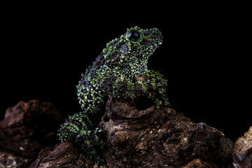 Vietnamese mossy frog on a wood, moss tree frog isolated on black background