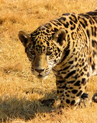 Leopard in grassy natural outdoors habitat 