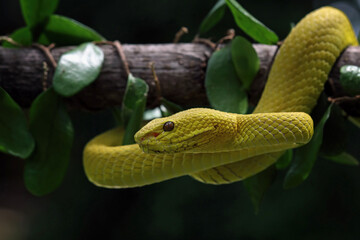 Yellow White-lipped Pit Viper on a branch, Trimeresurus insularis	