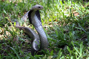 Fototapeta premium Black cobra snake on a grass, snake habitat in Java Indonesia, Naja sputatrix