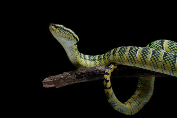 wagleri pit viper snakes on branch, tropidolaemus wagleri, animal closeup