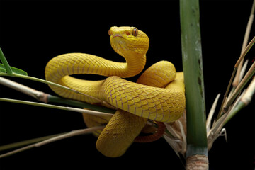 Yellow White-lipped Pit Viper isolated on black background, angry yellow viper snake, Trimeresurus insularis