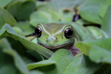 green tree frog camouflaged with aquatic plants