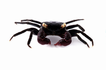 Vampire crab isolated on white