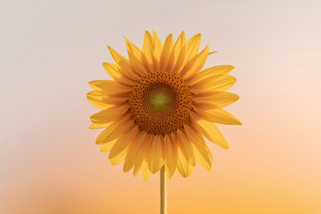 Obraz premium A single yellow sunflower is the main focus of the image