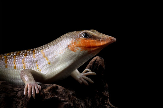 Sandfish lizard on wood isolated on black blackbackground (Scincus scincus)	
