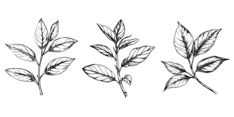 Top peak of leaf tea hand sketch drawing vector illustration on transparent background.