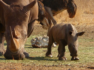 Obraz premium Rhinoceros enjoying the wild Open Grasslands during golden sunset