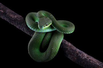 green viper snake on a branch, venomous and poisonous snake, trimeresurus albolabris