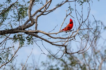 Cardinal on the branch
