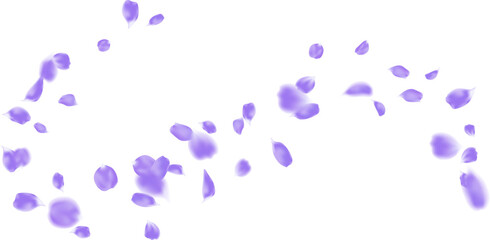 Purple rose petals gently float seasonal design. Flower petal flying in air