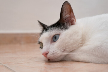 A heterochromatic white cat rests on the cool floor while resting her chin on her paw and smiling.