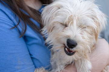 Dog makes a notch with his mouth, complaining of pain in his gums