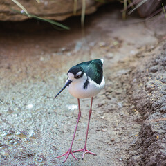 Full-Body Close-Up of Black-Necked Stilt (Himantopus mexicanus) with Long Pink Legs Standing on Wetland Ground. 
