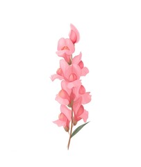 Elegant Illustration of a Pink Snap Dragon Flower Stem with Light Details