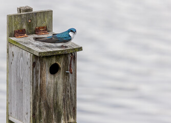 A vibrant bluebird perches on the edge of a rustic wooden birdhouse, gazing over a calm body of water.