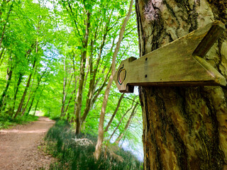 The photo shows a close-up of a wooden arrow attached to a tree, indicating a direction in a forested area