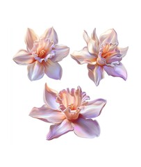 Fototapeta premium Three pale daffodils with iridescence and soft rendering, a botanical illustration