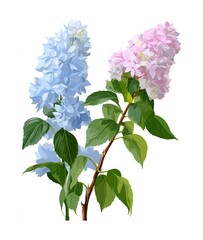 Two Sprigs of Hydrangea Flowers with Pink and Blue Blossoms on White