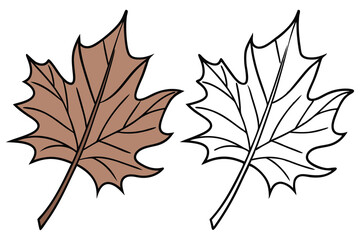 Fototapeta premium Autumnal Maple Leaf Brown Fill and Outline Leaf Design Isolated on White