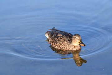 Canard Colvert sur son lac