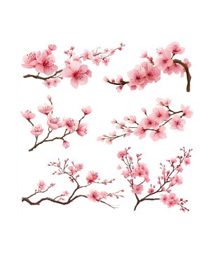 Watercolor Painting Style Illustration of Flowering Cherry Blossom Branches on White Background
